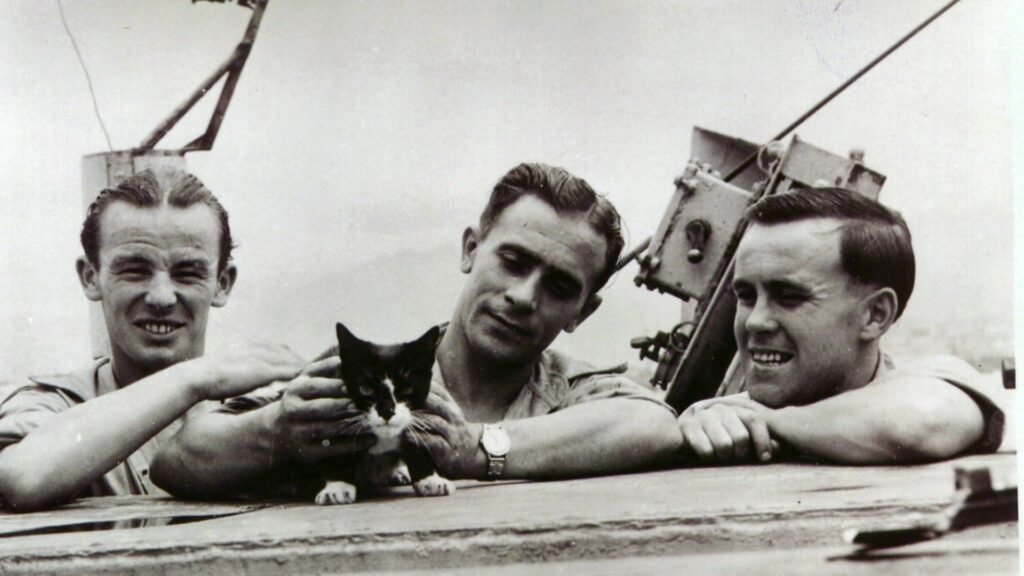 Les chats de navires de guerre